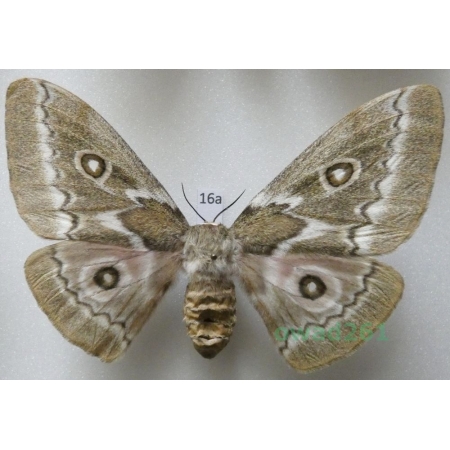 Gonimbrasia tyrrhea (Cramer, 1775) female ex. ovo South Africa 92mm16a